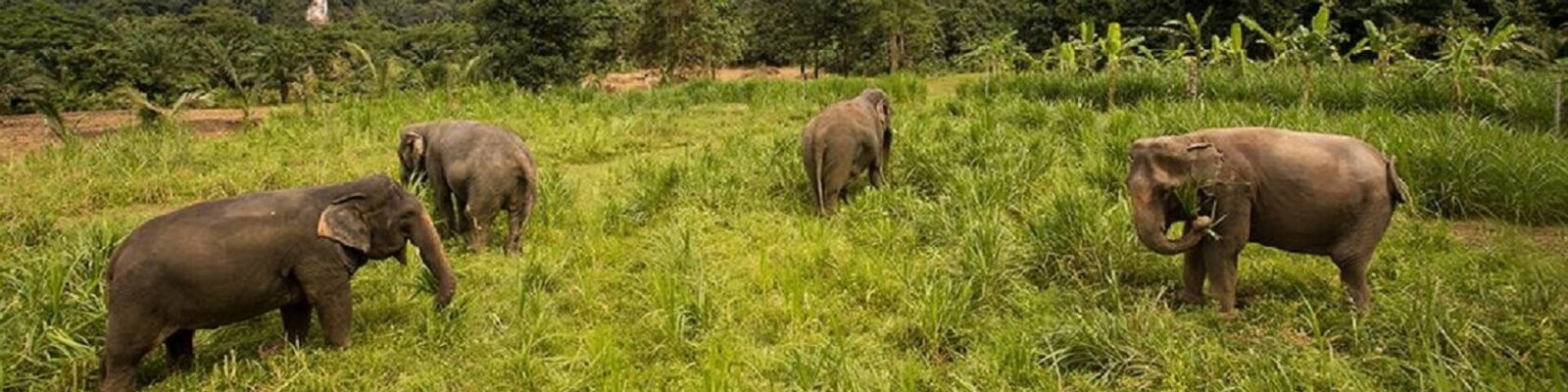 Finding an Ethical Elephant Experience in Thailand