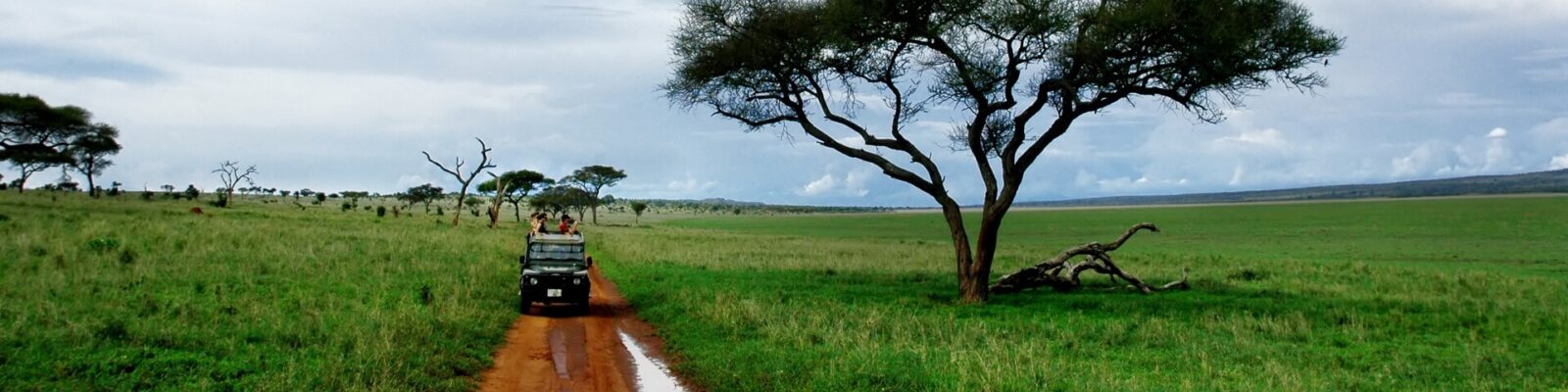 African Safari