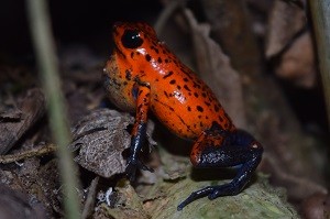 Matt visits Costa Rica