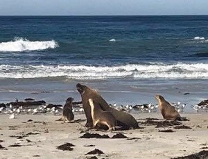 Michelle in South Australia – The Real Oz