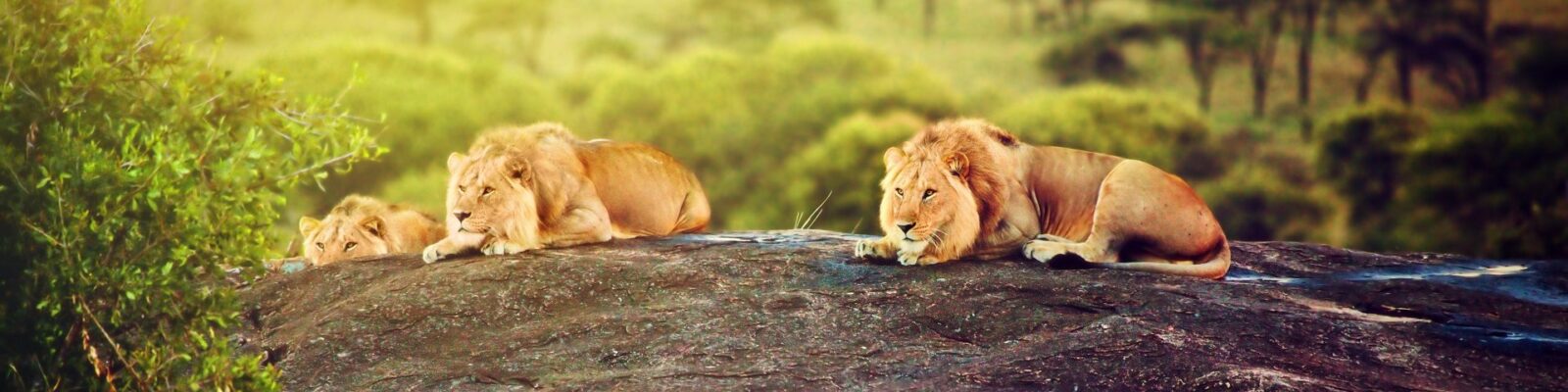 Serengeti Lions