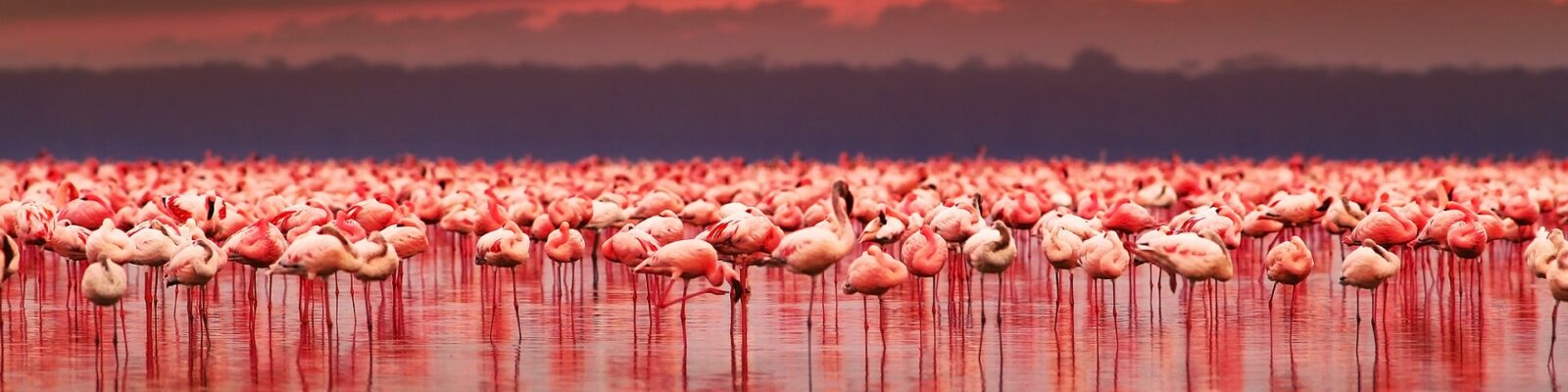 Lake Nakuru