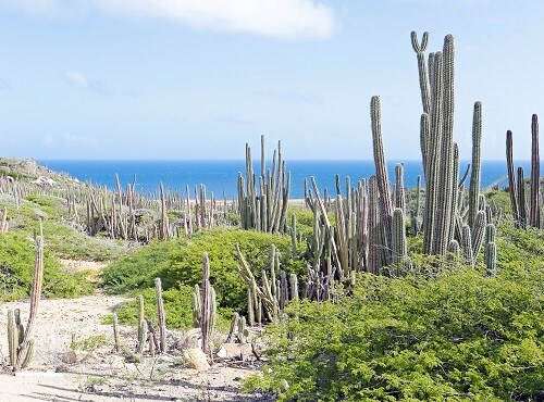 Aruba