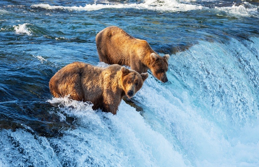 Bear in Alaska