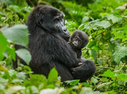 Gorilla Trekking