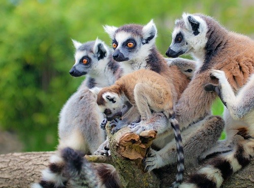 Madagascar Lemurs