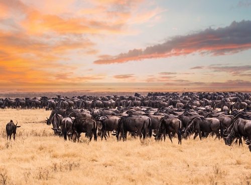 Serengeti Elephants