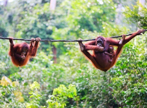 Malaysia Orangutangs