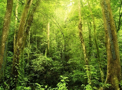 Tropical Rainforest Borneo