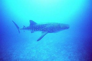 Whale shark