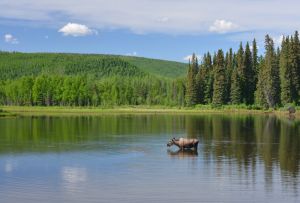 Moose in Alaska (Image credit: iStock)