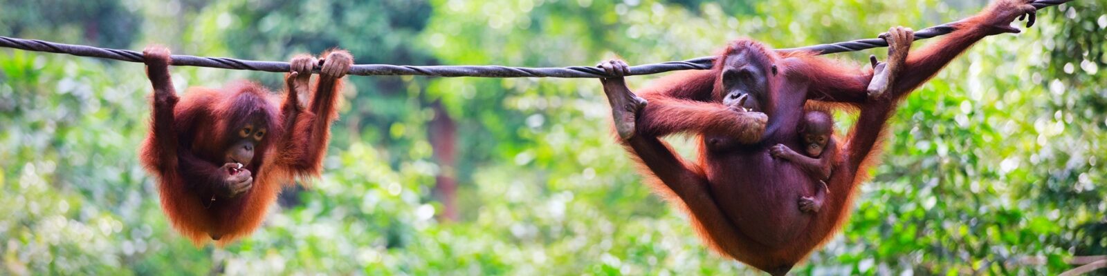 Borneo Orangatans