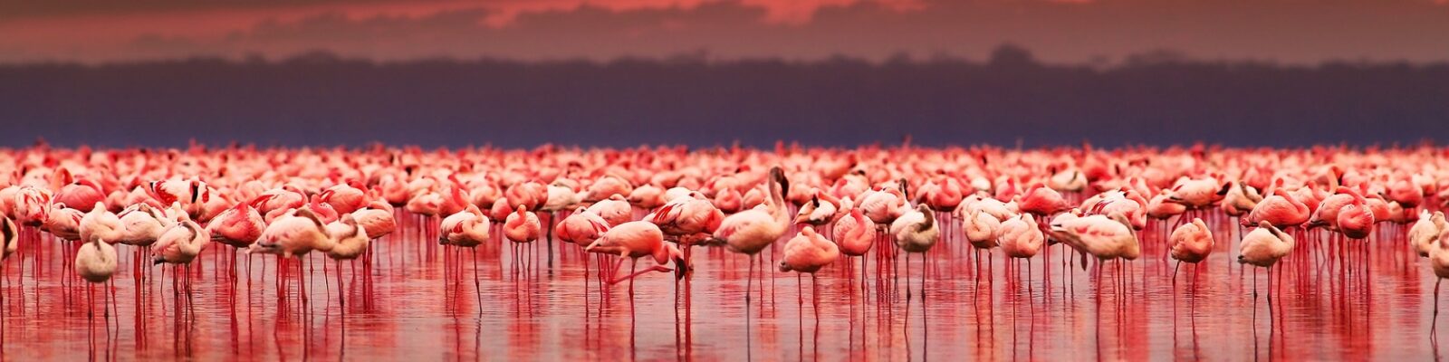 Lake Nakuru Flamingos
