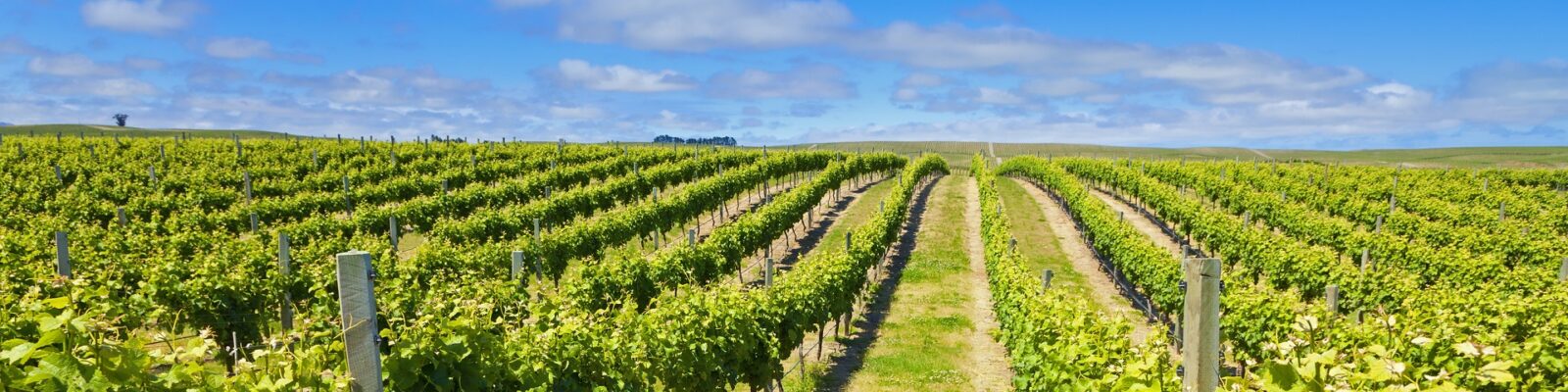 Marlborough Vinyard