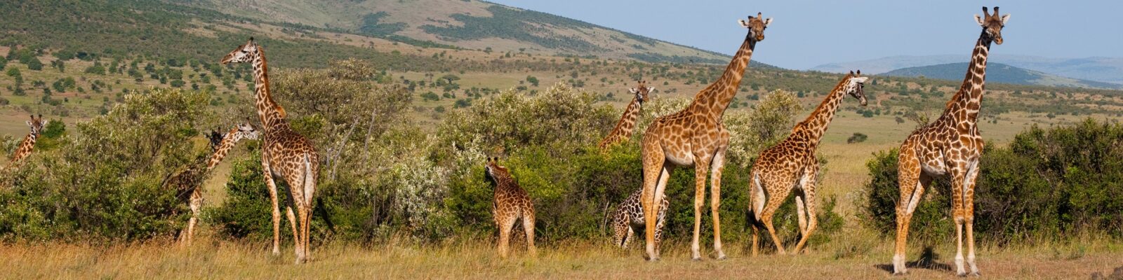 Masai Mara Giraffes