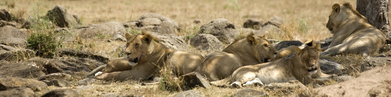 Masai Mara Lions