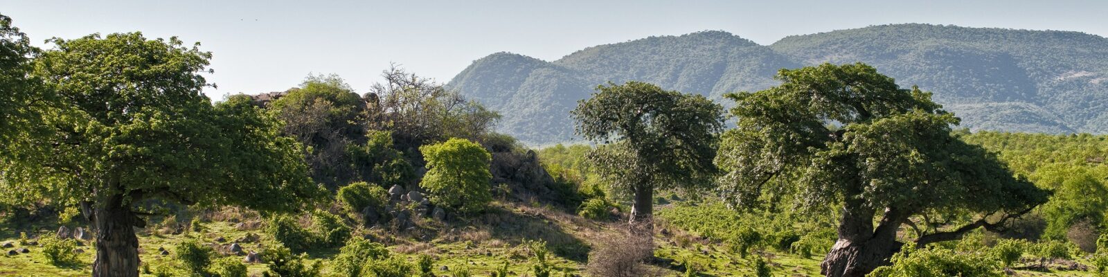 Ruaha Banner