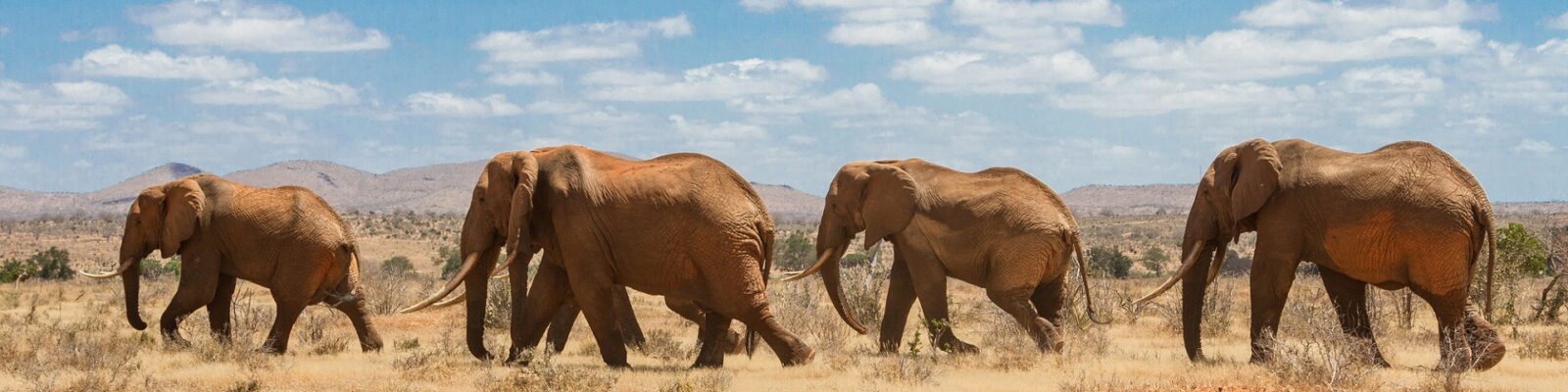 Tsavo National Park