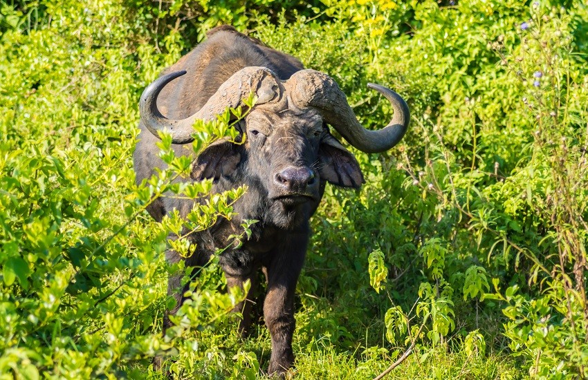 Aberdare Buffalo