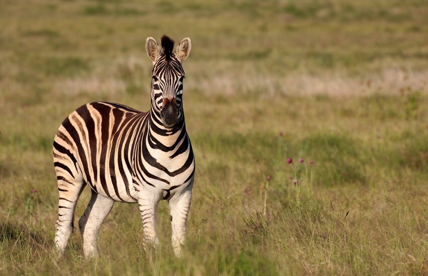 Addo Elephant National Park