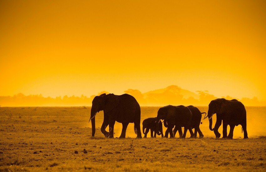 Amboseli Elephants