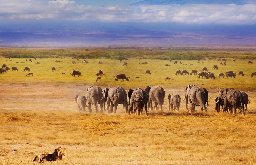 Amboseli Wildlife