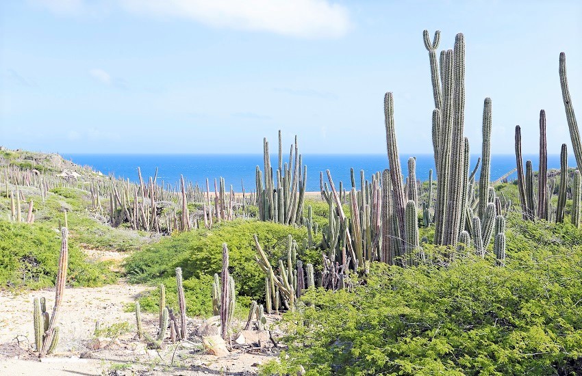 Aruba Cactus Landscape