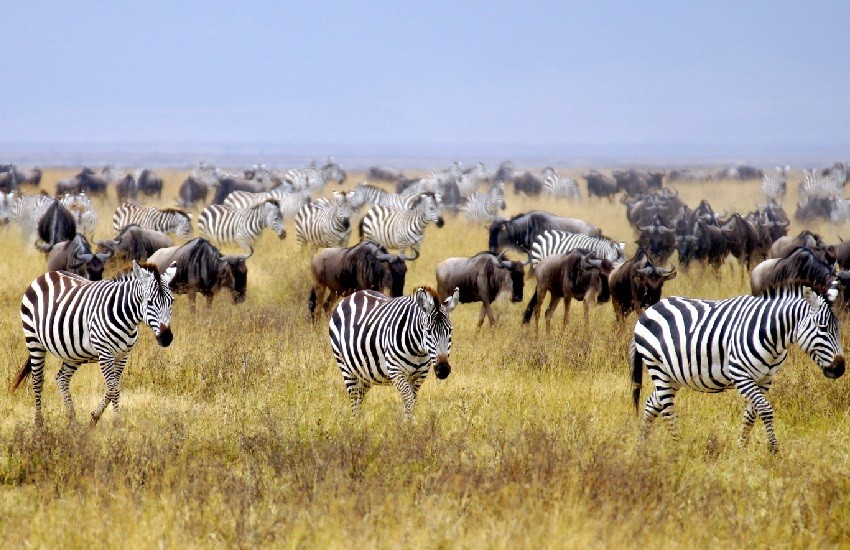 Arusha-Zebras