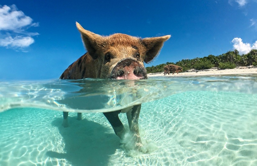 Wild Swimming pig