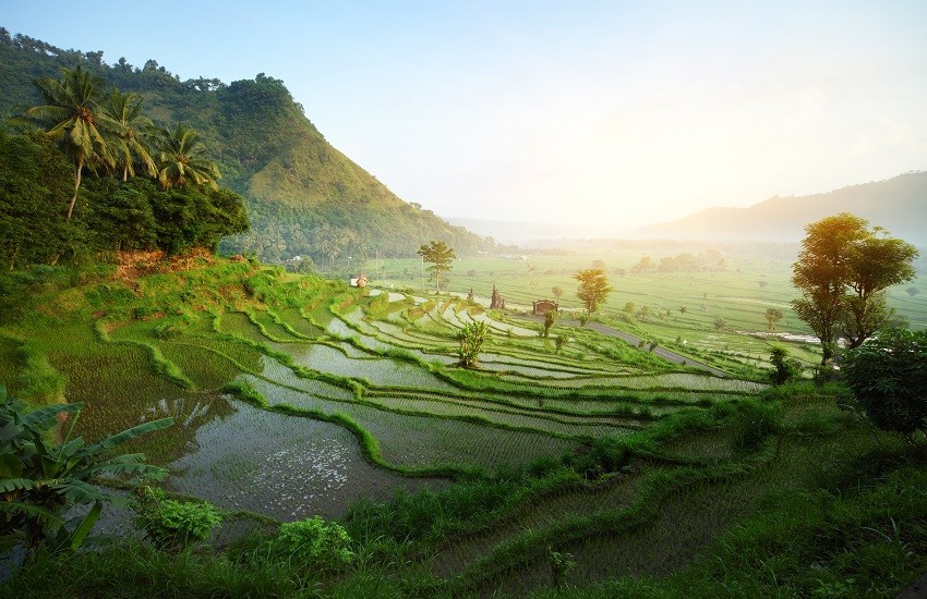 Bali Rice Fields