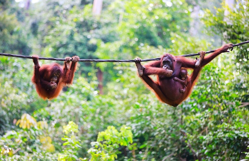 Borneo Orangutang