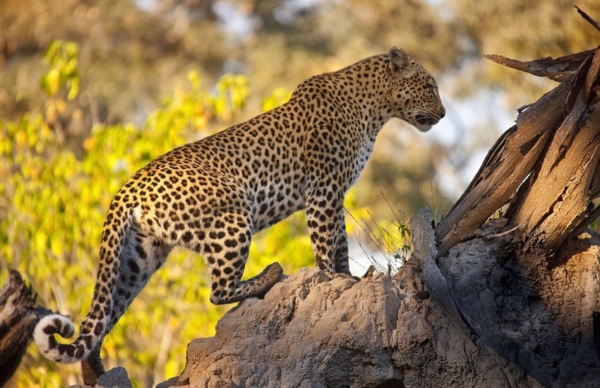 Botswana Leopard