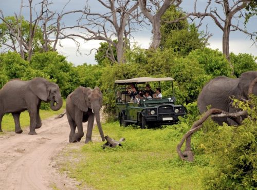 Botswana Safari