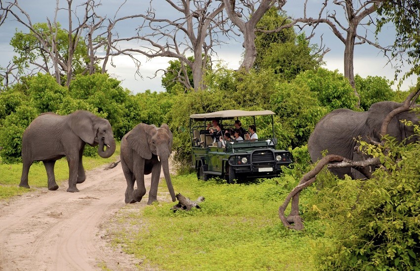 Botswana Safari