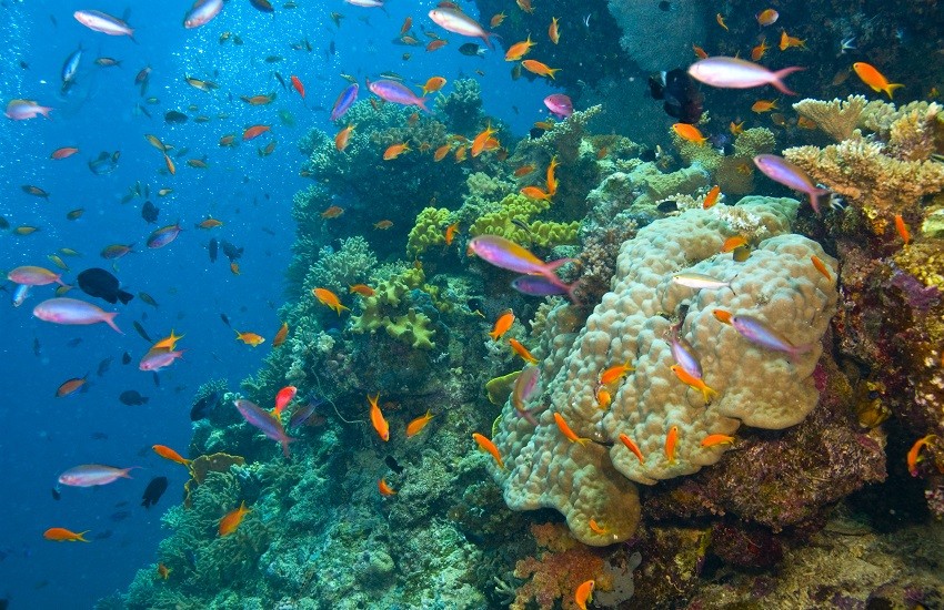 Cairns Barier Reef
