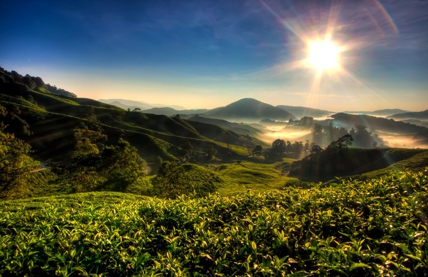 Cameron Highlands Landscape