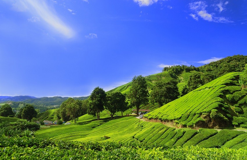 Cameron Highlands Tea Plantation