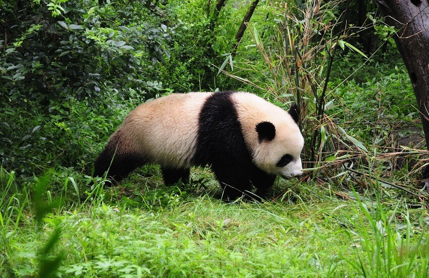 Chengdu Panda