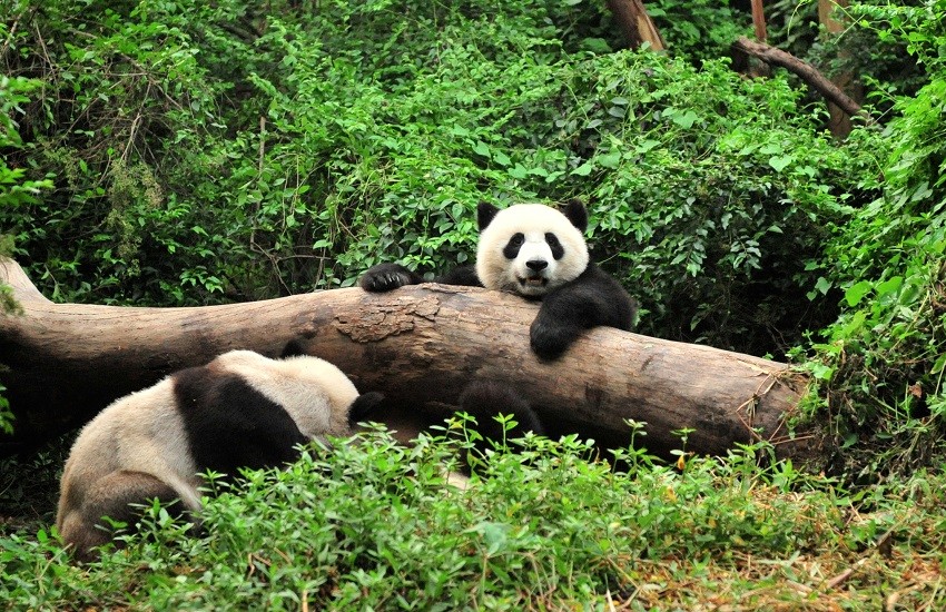 Chengdu Pandas