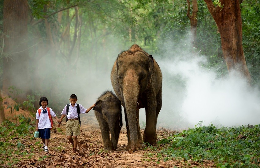 Chiang Mai Elephants