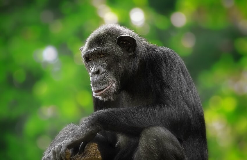 Chimpanzee Rwanda