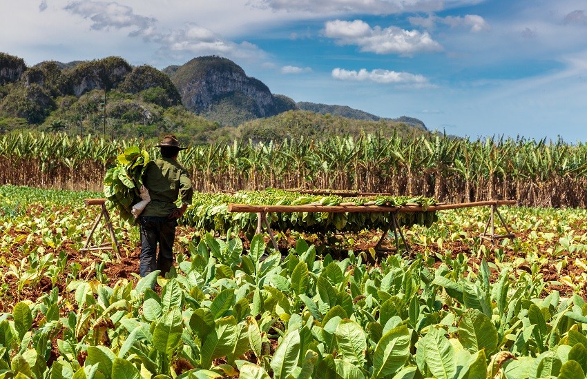 Cuba Vinales