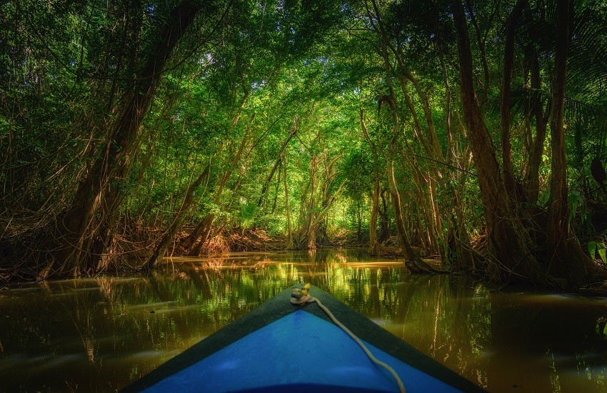 Dominica Mangrove