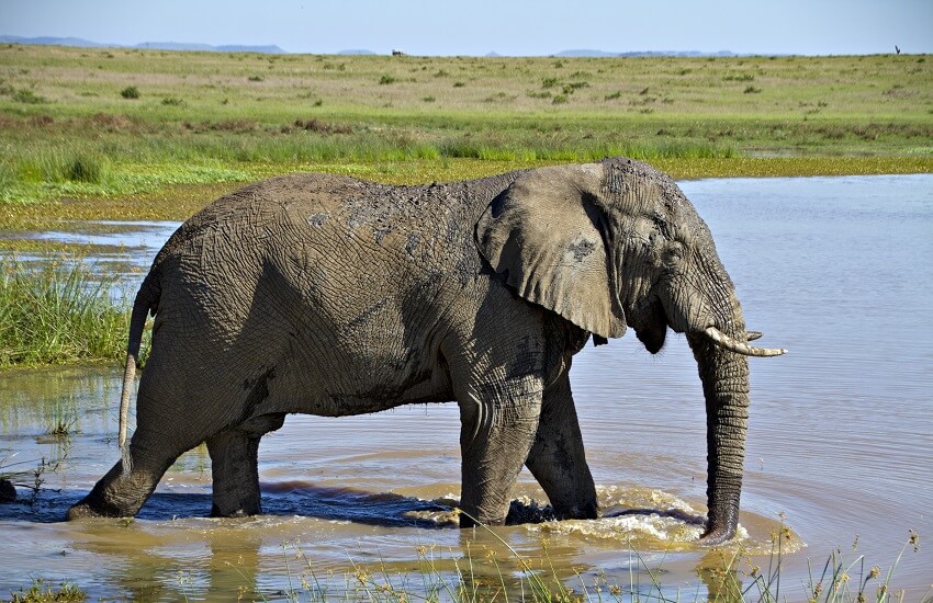 Eastern Cape Elephant