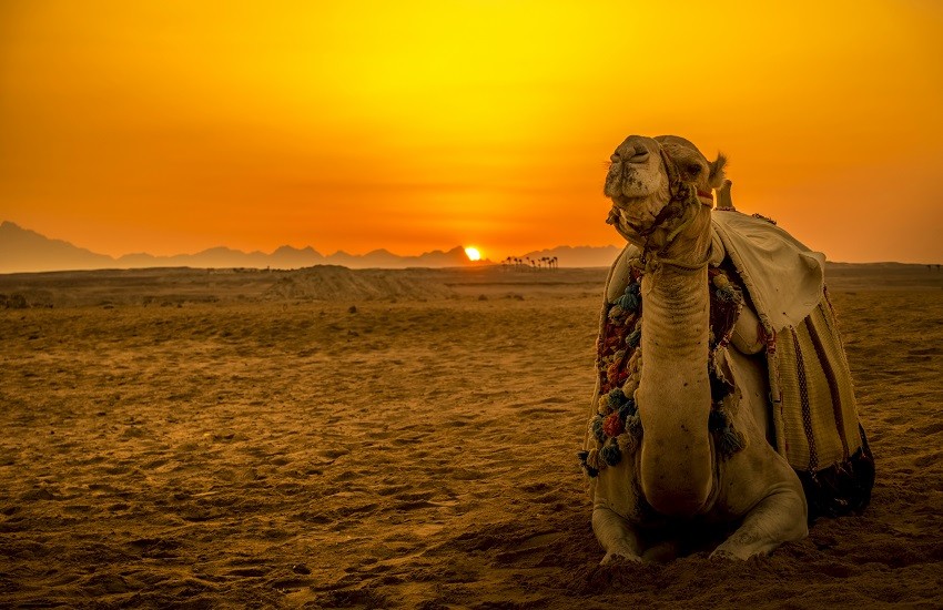 Egypt Camels