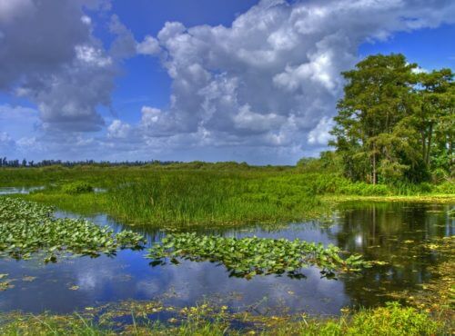 Everglades