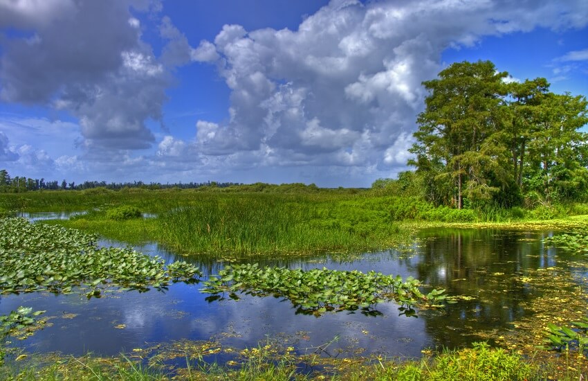 Everglades