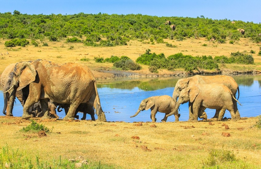 Garden Route Safari Elephants