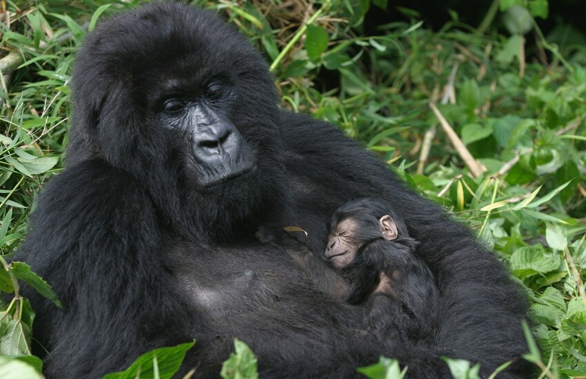 Gorilla Baby