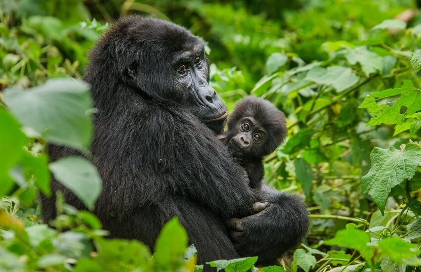 Gorilla Trekking